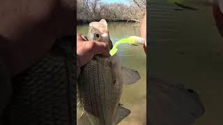 Los mejores señuelos para pescar white bass