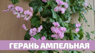 Пеларгония Плющелистная Ампельная, Уход