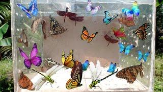 catching incredibly beautiful insects, hunting butterfly, colorful butterflies,dragonfly