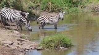 Zebra completely unaware of massive crocodile creeping up