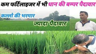 कम फर्टिलाइजर में भी धान की बम्पर पैदावार, कल्लो की भरमार। paddy variety sabha