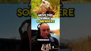 The Controversial Rhino Hunt of Namibia - Joe Rogan