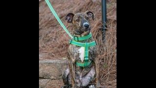 Paw Paws USA-Made in the USA  Designer Dog Collars