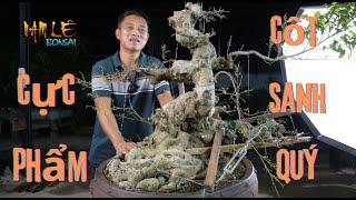 Định hình cốt quý cho em '' BONSAI LỄ '' | NamLe Bonsai