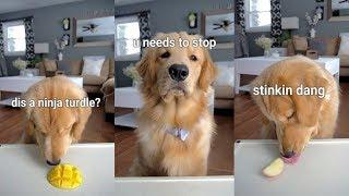 ASMR Dog Reviewing Different Types of Food - Tucker Taste Test #5