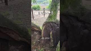 천연기념물  조각자나무