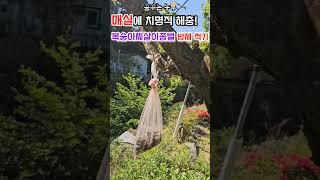 [꿈꾸는농부] (긴급)매실나무에 '복숭아씨살이좀벌' 방제 적기! #매실재배 #매실 #매실방제 #복숭아씨살이좀벌 #전원생활 #farming #정원관리 #gardening #농사노하우