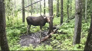 Что сняла фотоловушка прежде чем еë погрыз медведь.