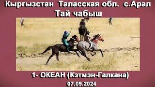 07.09.2024 Тай чабышОКЕАН отец - Кэтмэн мать - Галкана Таласская область  Кыргызстан