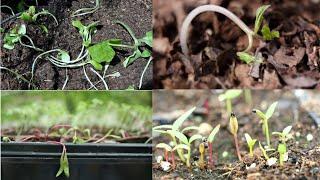 Are your seedlings dying ?? - Causes and Remedies