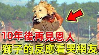 男子拯救馬戲團受虐小獅子，10年後再見恩人，獅子的反應看哭無數網友！ |#感動點擊 #動物救援 #動物報恩 #暖心 #正能量 #獅子報恩