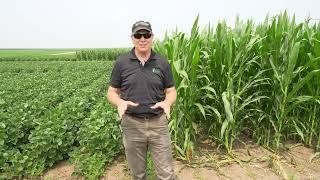 WM23- Corn, Soybean, and Tillage Effects