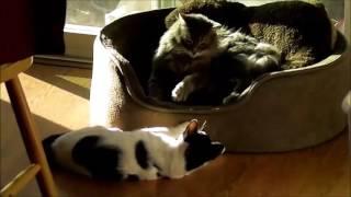 cats play every day - 08/01/2016