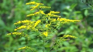 00001 GIant Goldenrod