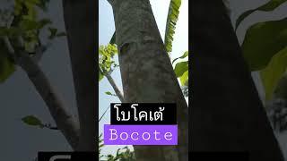 #bocote #โบโคเต้ ทนแล้ง โตดี ลายไม้สวย #เกษตรวันหยุด #เกษตรยุคใหม่ #บ้านสวนทิพย์สมบัติ