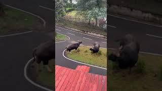 BISON IN DSSC WELLINGTON COONOOR