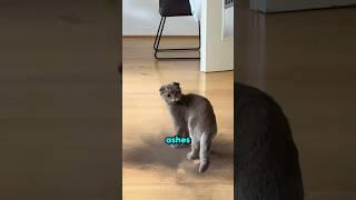 This Cat Changed Colors!