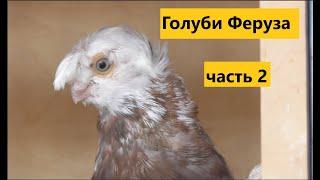 Узбекские голуби у Феруза часть 2( Uzbek pigeons)