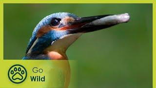 The Resurrection of the Vipper (Germany's Wild Amazon) | Go Wild