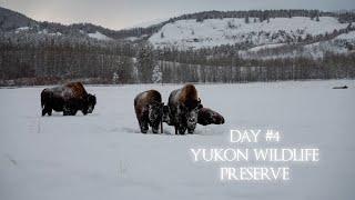 Christmas at the Yukon Wildlife Preserve