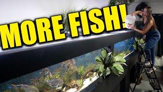 MORE FISH added to the 16 foot aquarium!! the king of DIY