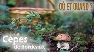 Où trouver des cèpes ? Quand trouver des cèpes ? Mes conseils !