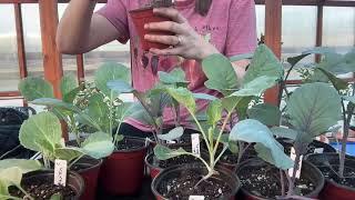 Sowing Tomatoes