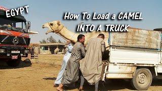 How To Load a Camel Into a Pickup Truck