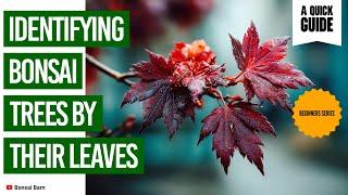 “Identifying Bonsai Trees by their leafs. ” “Bonsai for beginners.”