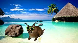 Raise A Floppa Meow Sound Effect