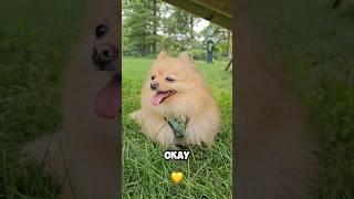 ️, , or  #pomeranian #dog #shorts