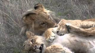 Walking wih Lions, Antelope Park, Zimbabwe