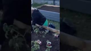 Как правильно высаживать рассаду#shorts #short #garden #огород