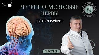 Черепные нервы.Топография черепных нервов.Черепно-мозговые нервы часть 2