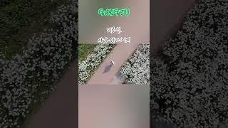 공주 미르섬 샤스타데이지 #공주#미르섬#샤스타데이지 #gongju #부소산성 #korea #mirisaland #daisy