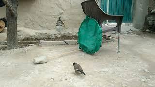 How to make creative birds trap  / bird trap technology / Desi jogar / simple birds trap |