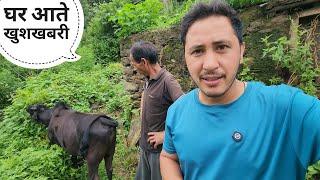 पहाड़ी से गिरा हुआ हमारा बैल घर आ गया || Pahadi Lifestyle Vlog || Cool Pahadi