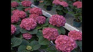 Geranium and Hydrangea Varieties