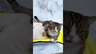 Adorable kitten adopts 3 puppies, the puppies think of the kittens as their mothers  