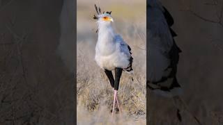 Secretary Bird | Snake Stomper