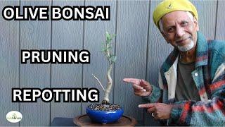 Master OLIVE BONSAI TREE Care in 30 Days with MikBonsai's Expert Tips