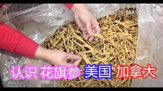 认识加拿大和美国农场花旗参—【Maybel话你知】Canadian and American Ginseng