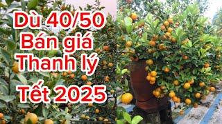 Quất dù 40 50 giá rẻ mềm như bún bán Tết 2025 của anh hiên 097 8325344