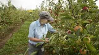 Apple Breeding at Plant & Food Research