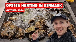 Hunting for Oysters on Denmark's West Coast | Coastal Foraging Adventure