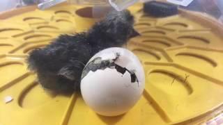 Rare and endangered breed: Crevecoeur baby chicks hatching - PART 6