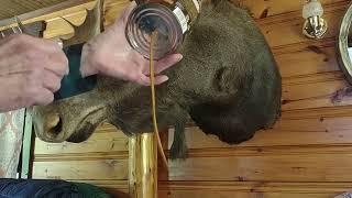 #repurposeyourcoffeecans   Old Fashioned Moose Grunt Call