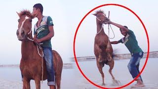 the young boy playing with horse || horse racing in village area Bangladesh || Fishing Master BD