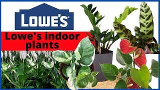 Lowes plants | Lowes indoor plants | Plant shopping | MOODY BLOOMS