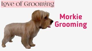 Grooming a Morkie | Yorkie Maltese Mix